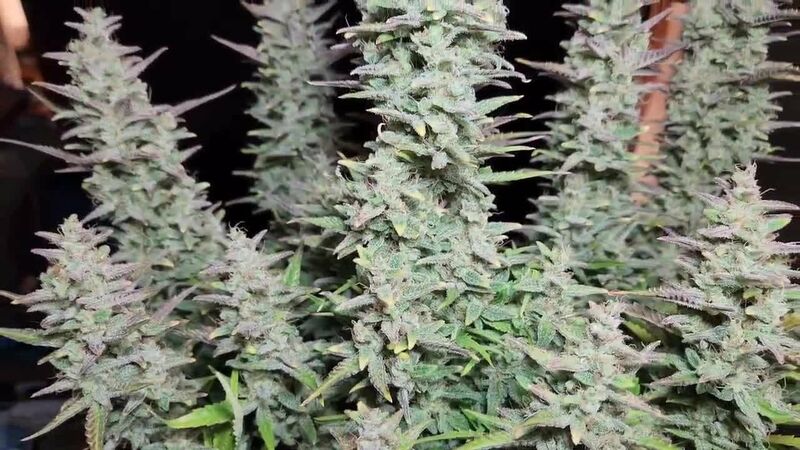 Guava Auto, Фасовка: 5, изображение 39